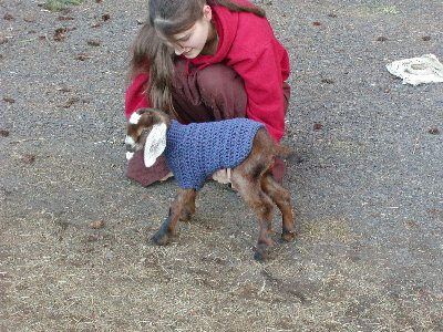 crochet goat Crocheted Goat, Baby Goats In Sweaters, Crochet Goat, Goat Sweater, Goats In Sweaters, Pet Crochet, Crochet Pets, Learn Knitting, Kids Sweater Pattern