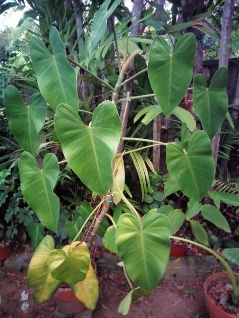 Philodendron Green Emerald Flora And Fauna, Green Emerald, Emerald Green, Indoor Plants, Plant Leaves, Emerald, Plants, Green, Quick Saves