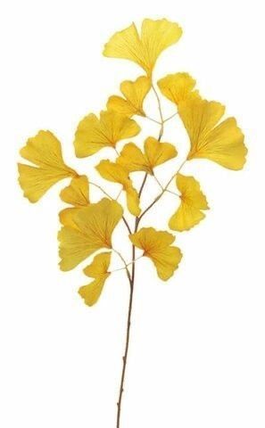 Ginkgo Art, Ginko Biloba, Plant Study, Gingko Leaves, Watercolor Projects, Ginkgo Leaf, Botanical Drawings, Art Business, Plant Life