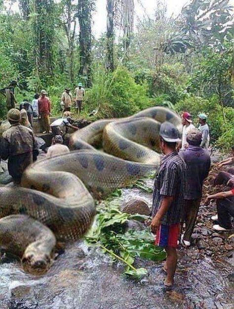 A photo of a giant anaconda allegedly shows the world’s largest snake, measuring over 134 feet in length. As expected, it’s fake. World Biggest Snake, Giant Anaconda, Anaconda Snake, Giant Snake, Regnul Animal, Largest Snake, Matka Natura, Amazon River, Big Animals