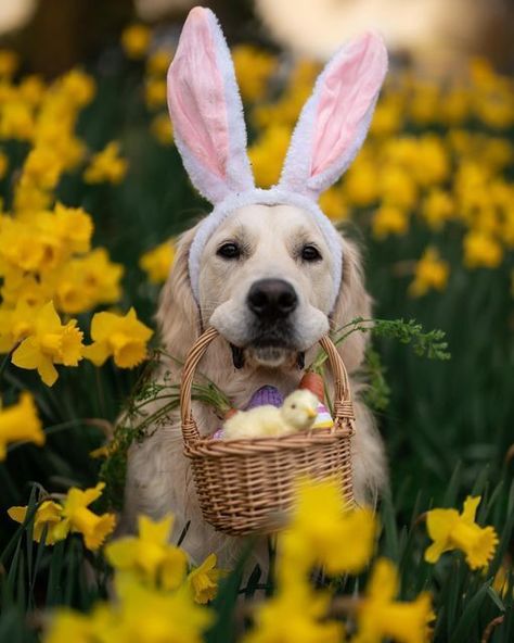 Pet Calendar Photoshoot, Puppy Easter Photoshoot, Dog Calendar Photoshoot Ideas, Easter Dog Photoshoot, Dog Easter Pictures, Easter Dog Pictures, Easter Dog Photos, Easter Dogs, Dog Family Pictures