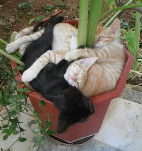 Because that ninety dollar wool lined cat bed you brought just doesn't cut it. Wojskowy Humor, Cat Plants, Söt Katt, Two Cats, Cats Meow, Funny Animal Pictures, Crazy Cat Lady, Crazy Cats, Cat Pics