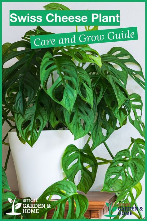 Monstera Plant Care, Monstera Obliqua, Low Light Indoor Plants, Monstera Adansonii, Swiss Cheese Plant, Plant Care Houseplant, Inside Plants, Smart Garden, Cheese Plant