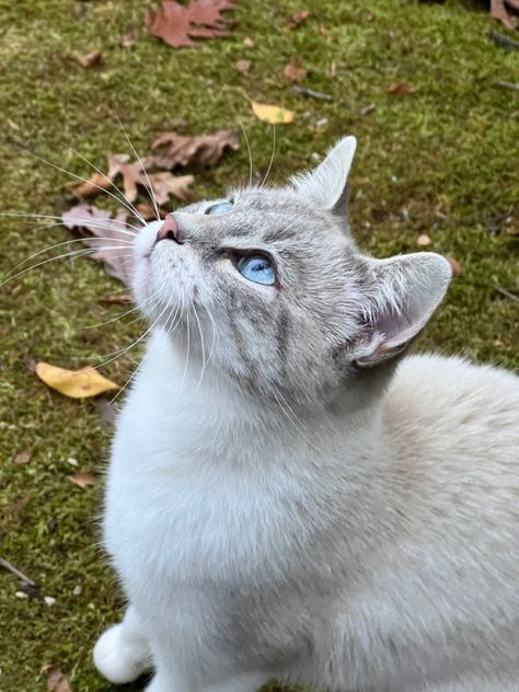 Blue Cats Aesthetic, Gray Cat Blue Eyes, Blue Cat Aesthetic, Gray Cat With Blue Eyes, Cats Blue Eyes, Blue Tabby Cat, Blue Eye Cat, Cats With Blue Eyes, Blue Eyes Cat