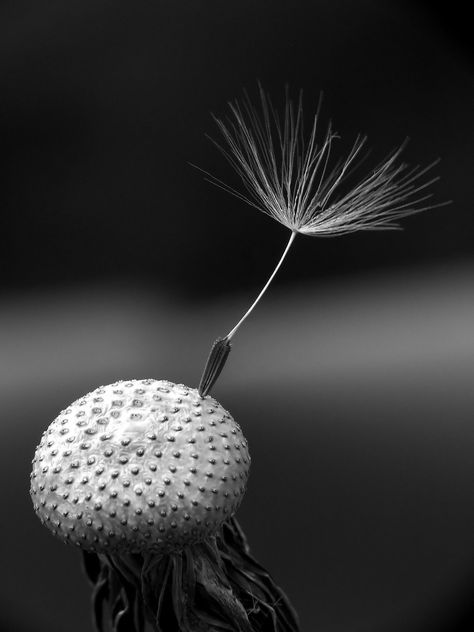 Dandelion Photography, Dandelion Fluff, The Magic Flute, Photography Contest, Black And White Theme, Photography Contests, Inspiring Images, World Best Photos, White Photo