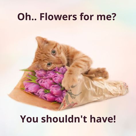 Oh.. Flowers for me? You shouldn't have! Who will not blush after getting flowers as a gift?😍💐 . Visit Now👉 https://www.1800-gifts.com/USA/Flowers-Delivery #catmemes #giftforher #giftflowers #flowershop #flowers #florist #flowerpower #flowerdelivery #freshflowers #1800gifts Flower Meme, Flowers As A Gift, Getting Flowers, Reaction Photos, Flowers Delivery, Flower Delivery, My Flower, Flower Gift, Flower Shop