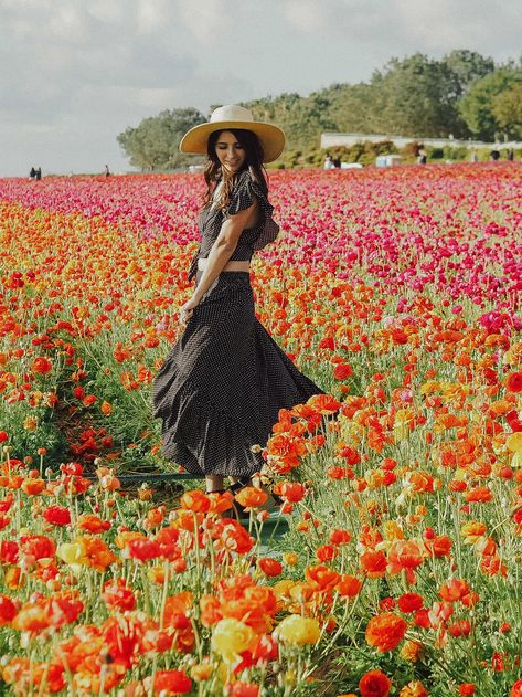 Carlsbad Flower Fields — Lo Botkin Flower Field Photoshoot, Carlsbad Flower Fields, Moving To San Diego, Field Photoshoot, Spring Photoshoot, Flower Photoshoot, Tulip Fields, Senior Photoshoot, Spring Photography