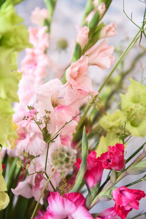 Technically, still a winter month, but March breathes so much spring and new life already!! Especially with this brightly colored gladioli bouquet. And don’t forget to plant your gladioli bulbs as soon as the frost has left your garden. It’s planting time!! 

#MarchBlooms # #BulbsPlanting #GladiolGarden #FloralInspiration #ForeverBulbs Gladioli Bouquet, Gladiolus Bouquet, Gladiolus Bulbs, Feel So Close, Gladioli, Flower Background Wallpaper, Grow Together, Flower Backgrounds, Winter Months