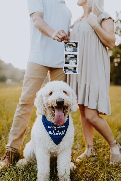 Dog With Ultrasound Picture, Fall Pregnancy Photoshoot With Dog, Maternity Photos With Dogs Ideas, Maternity Photography Ideas With Dog, Pregnancy Announcement Photoshoot With Dog, Pregnancy Announcement Ideas With Dog, Fall Pregnancy Announcement With Dog, Baby Announcements With Dogs, Dog Announcing Pregnancy