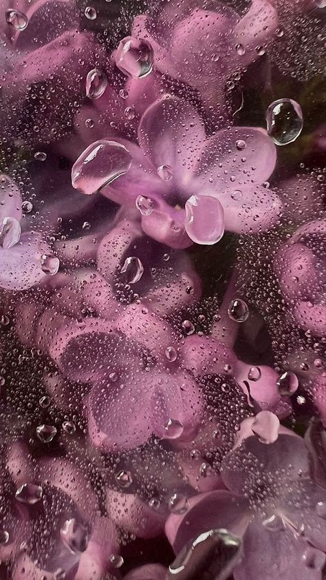 Frühling Wallpaper, Wet Flowers, Rainy Wallpaper, Nature Iphone Wallpaper, Pink Flowers Wallpaper, Výtvarné Reference, Pink Icons, Flowery Wallpaper, Floral Wallpaper Phone