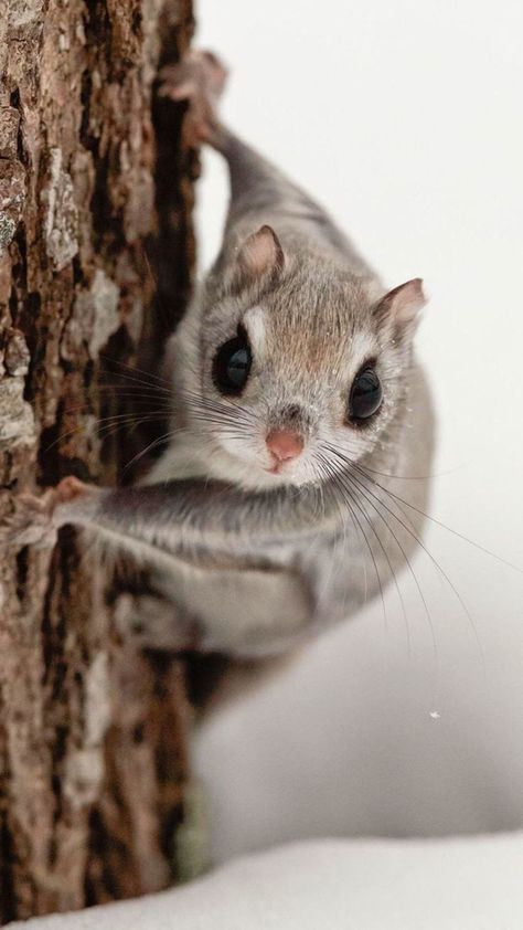 Flying squirrel I think Japanese Flying Squirrel, Cute Animal Tattoos, Asahikawa, Flying Squirrel, Lovely Creatures, Cute Squirrel, Animal Sketches, Animal Tshirt, Animal Wallpaper