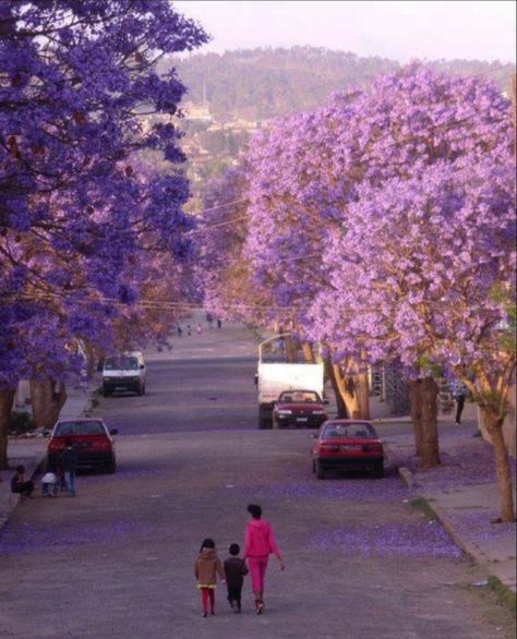 Jacaranda tree Eritrean Culture, Asmara Eritrea, Nativity Painting, Profile Picture Images, Jacaranda Tree, African Love, Quick Natural Hair Styles, Pretty Landscapes, East Africa