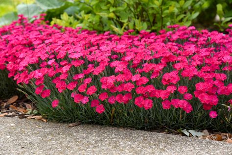 GardenSmart :: ARTICLES :: Meet the 2022 Perennial of the Year Proven Winners Perennials, Pink Dianthus, Dianthus Flowers, Coral Bells Heuchera, Deer Resistant Perennials, Drought Tolerant Perennials, Magenta Flowers, Planting Plan, Proven Winners