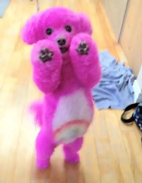 OMG! Care Bear Poodle! Rainbow - Imgur Anjing Poodle, Dog Hair Dye, Dog Dye, Poodle Hair, Dog Grooming Styles, Creative Grooming, Dog Grooming Tips, Poodle Grooming, Dog Haircuts