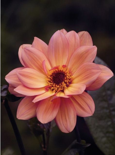 Orange Flower, Orange And Yellow, Dahlia, Orange, Yellow, Flowers, Green