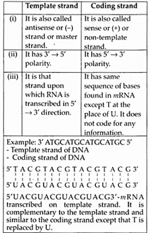 NCERT Solutions for Class 12 Biology Chapter 6 Molecular Basis of Inheritance - Learn Insta Molecular Basis Of Inheritance Notes, Molecular Basis Of Inheritance, Biology Class 12, Bio Notes, Biology Diagrams, Concept Maps, Learn Biology, Molecular Genetics, Medicine Notes