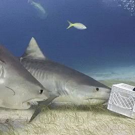 Sharks Smell GIF - Sharks Smell - Discover & Share GIFs Silly Shark Gif, Shark Gif Cute, Silly Shark Photos, Shark Stimboard Gif, Shark Stim Gif, Shark Stimboard, Sharks In Love, Funny Shark Pictures, Sharks Cute