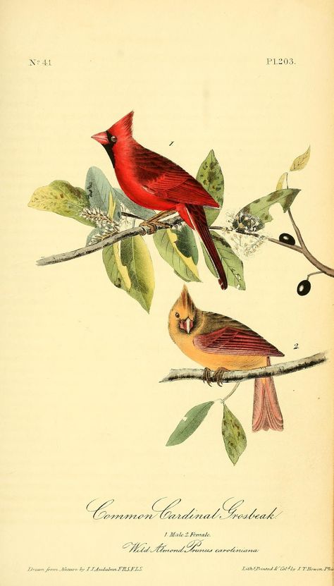 The birds of America : from drawings made in the United States and their territories : Audubon, John James, 1785-1851 : Free Download, Borrow, and Streaming : Internet Archive Fauna Illustration, Vintage Bird Illustration, Audubon Birds, James Audubon, Birds Of America, John James Audubon, Cardinal Birds, Coastal Prints, Botanical Poster