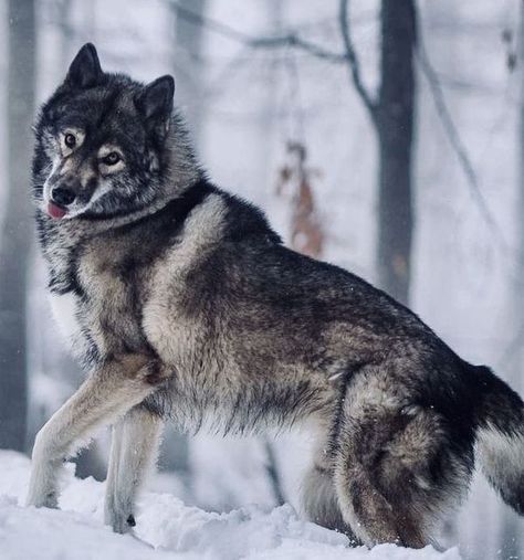 Beautiful Wolf Lover | Great photography 🥰🥰 | Facebook Dynamic Wolf Poses, Wolf Side Profile, Wolf Oc Ideas, Grey Wolf Photography, Wolf Fursona, Wolf Facts, Captain Fordo, Winged Wolf, Animals Hunting