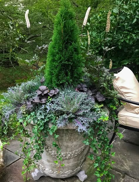 5 Scrumptious Containers that Prove You Can Still Garden into November - Arborvitae ‘Emerald Green’ is the centerpiece here accented with tall spikes of Cimicifuga ‘Pink Spike’ and surrounded by purple Kale ‘ Peacock,’ Heuchera ‘Obsidian,’ Ajuga ‘Pink Lightning,’ and Festuca ‘Elijah Blue’… and, of course, ivy. Trees In Pots Outdoors Front Porches, Fall Winter Containers Planters, Big Container Garden Ideas, Winter Garden Containers, Evergreen Container Garden, Container Trees Outdoors Patio, Evergreen Container Plants, Plants For Large Pots, Large Container Planting Ideas