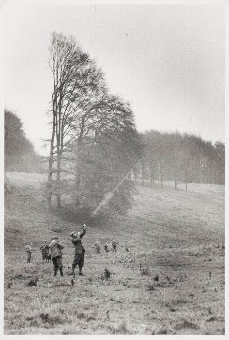 Pheasant Shooting, Upland Hunting, Oxfordshire England, Blenheim Palace, Pheasant Hunting, British Country, Tall Trees, Rural Life, Pheasant