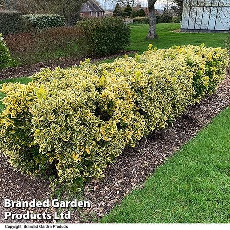 This colourful hardy evergreen brings a permanent splash of colour to the garden. The glossy green leaves are edged with dazzling gold margins that catch and reflect the light - perfect for brightening up those lightly shaded corners of the garden. With maturity, it occasionally produces early summer flowers which are followed by greenish-pink fruits. This fearless shrub is tolerant of sun, partial shade, coastal conditions, and exposed windy locations. Euonymus japonicus 'Ovatus Aureus' is a tough ‘all rounder’ that well deserves its RHS Award of Garden Merit. Height: 100cm (39"). Spread: 150cm (59").Plant height and spread is seasonal therefore we list by pot size rather than a defined plant size. The height and spread of the plant delivered will vary depending on the season, meaning arr Japanese Euonymus, Spindle Tree, Euonymus Japonicus, Gardening Gear, Pink Fruit, Sun Shine, Evergreen Shrubs, Splash Of Colour, Colorful Leaves