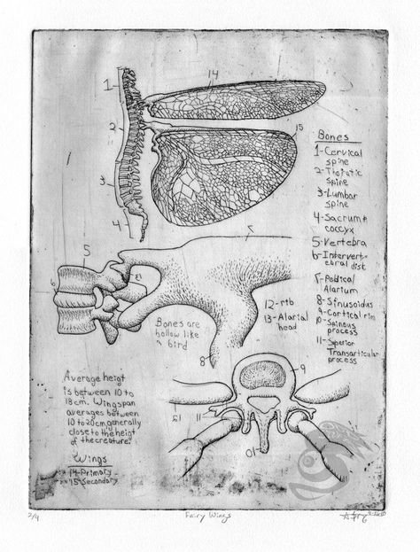 Fairy Wings Anatomy, Fairy Wing Anatomy, Fairy Anatomy, Fairy References, Flying People, Wing Anatomy, Creature Reference, Just Add Magic, Draw Reference