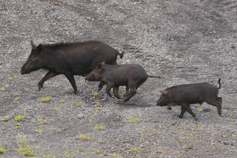 'It's A Nightmare': Feral Pig Population Explosion Rattles East Honolulu Neighborhood Population Explosion, Texas Wildlife, Feral Pig, Wild Pig, Community Park, Hunting Dogs, Family Dogs, Rattles, Humane Society