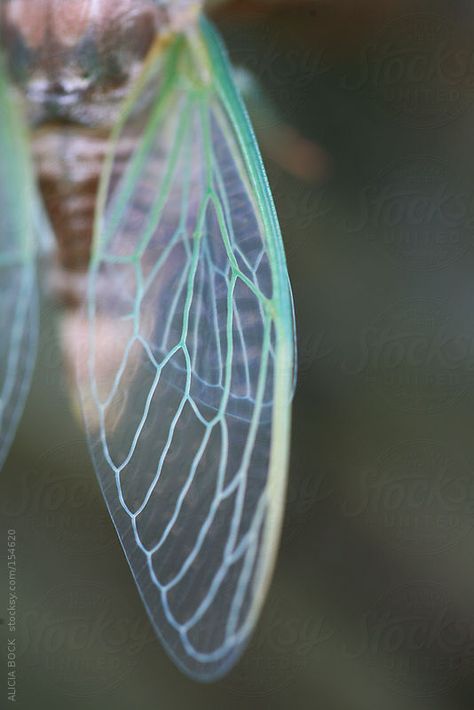 Glasswinged Butterflies, Chrysalis Aesthetic, Bugs With Wings, Firefly Wings, Dragon Fly Wings, Small Fairy Wings, Bug Fairy, Bug Wings, Cicada Wings