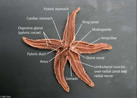 Sea star dissection - complete internal anatomy Internal Anatomy, Oceanography Marine Biology, Radial Nerve, Study Biology, English Projects, Animal Science, Marine Biologist, Oceanography, Sea Star