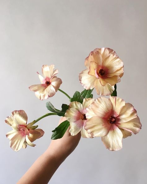 Golden Butterfly Ranunculus