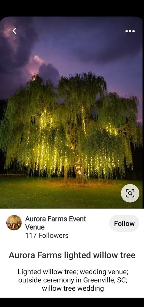 Wedding Venues Willow Tree, Willow Tree Wedding Ceremony, Under A Willow Tree, Tree Wedding Ceremony, Willow Tree Wedding, A Willow Tree, Farm Light, Willow Trees, Weeping Willow Tree