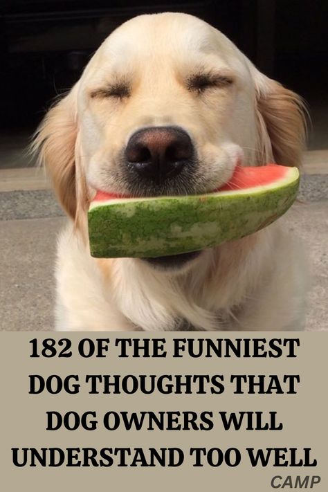 If dogs could talk and write, what would they thoughts sound and look like? Would they speak in poems or short sentences? Would the topics be profound or mundane? If you've ever wondered about the answers to these questions, then you've clicked on the right post. If Dogs Could Talk, Short Sentences, Dog Poems, Dog Thoughts, Funny Questions, Talking Quotes, Animal Gifs, Funny Animal Videos, Dog Owners