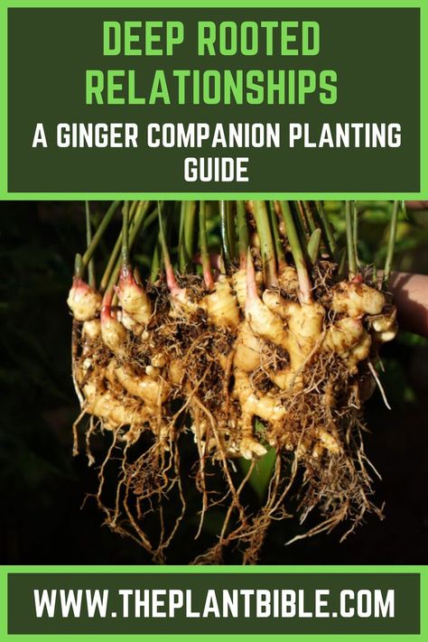 A Ginger Companion Planting Guide Ginger Companion Planting, Garlic Companion Plants, Onion Companion Planting, Companion Planting Guide, Companion Gardening, Ginger Plant, Planting Guide, Planting Tips, Plant Magic