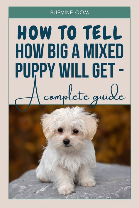 It goes without saying that if you know who the parents are, it might be easier to predict how big your puppy will get, but if that is not the case, there are some indicators of puppy growth that you can take advantage of.If the parents are two small breed dogs, chances are your pup will also be small. However, the tricky part comes from determining how big a dog will get if they are a mix of different sized breeds. Puppy Growth Chart, Dog Breeds Chart, Dog Breeds That Dont Shed, Mixed Breed Puppies, Cheap Puppies, Dog Breeds Pictures, Small Breed Dogs, Morkie Puppies, Dog Breeds List