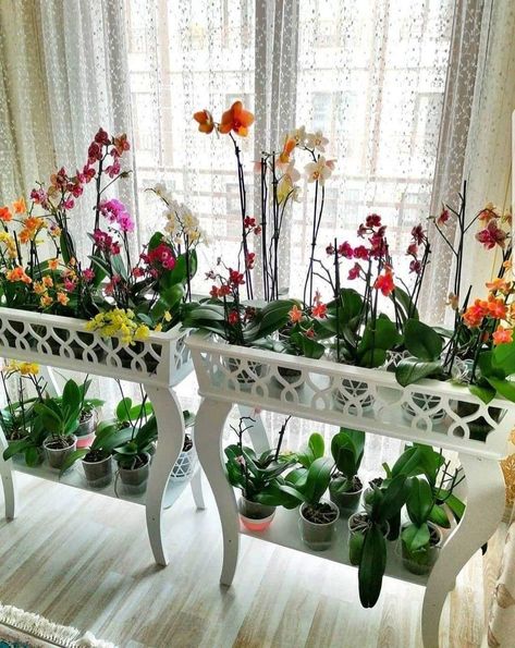 Orchid Stand Indoor, Orchid Collection Display, Orchid Shelf Ideas, Orchid Display Ideas Indoor, Orchid Display Ideas, Orchid Display, Orchid Growing, Indoor Orchids, Plant Display Ideas