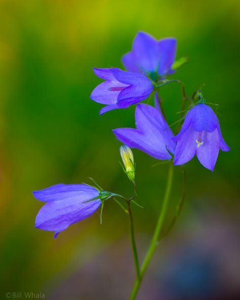 Happy Accident Harebell Flower, Maine Tattoo, Inktober 2024, Perennial Bulbs, Wildflower Garden, Painted Flowers, I Made It, Adobe Lightroom, Book Photography