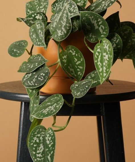 "People B Planting🌱Pothos Silver Satin 5 Star Seller with 100s of Happy customers GREAT customer service we are here for you! Rare uncommon or just beautiful great plants from all over the world. Got a problem, questions, comments, feedback or custom order requests please contact us We are known for our great plant selection and the best plant pots around. ----------------------------- NOW With FREE Bonus this Plant Order! 🌿🌿 Pothos Silver Satin 🌿🌿 Tropical Cactus, YES its a thing! Info Bre Satin Photos Plant, Silver Pothos Plant, Silver Satin Pothos, Silver Pothos, Photos Plant, Satin Pothos, Plant Person, Scindapsus Pictus, Plant Wishlist