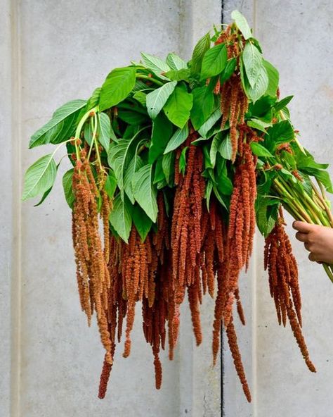 Kirsty Wilson | Gardening on Instagram: "Amaranthus caudatus ‘Coral Fountain' I love this variety with its unusual tassels of dusky pinky-coral. Perfect in a border, most effective as a cut flower in arrangements, a good container plant. If carefully dried, the colour of the spikes remains unchanged for a considerable time. To grow pinch out the growing tip to encourage more side branches to form and keep picking regularly. It is very heat and drought tolerant. 🤎🧡 Grown by @scottishcutflowe Amaranthus Caudatus, Planting Design, Plant Design, Drought Tolerant, Container Plants, Cut Flowers, Planting, To Grow, Tassels