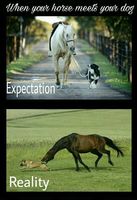 Equestrian Memes So True, Equestrian Memes, Funny Horse Memes, Horse Humor, Horse Memes, Horse Quotes Funny, Funny Horse Pictures, Horse Jokes, Horse Riding Quotes