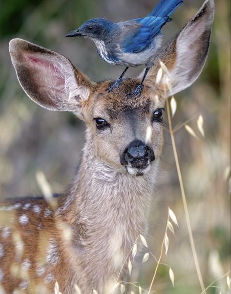 Random Reference Photos Animals, Bird Reference Photos For Artists, Animal Reference Photos For Artists, Landscape Reference Photos For Artists, Deer Photography, Animal Photography Wildlife, Deer Photos, Colors Of Nature, Wild Animals Pictures