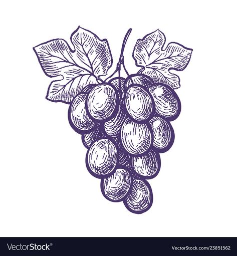 Vineyard Drawing Grape Vines, Bunch Of Grapes Drawing, Grape Bunch Tattoo, Vineyard Tattoo, Vineyard Drawing, Grapes Sketch, Vineyard Outfits Fall, Grape Vine Tattoo, Grape Tattoo