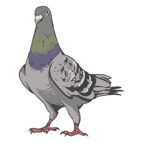 Realistic pigeon PNG Design Funny Pigeon Drawing, Pigeon Drawing Easy, Pigeon Drawing, Pigeon Illustration, Animation Tutorial, Hand Painting Art, Pigeon, Personalized T Shirts, Svg Design