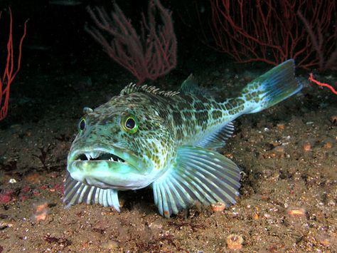 Ling cod fish Lingcod Fish, Nature Writing, Good Fish, Ocean Sports, Marine Science, Sustainable Seafood, Cod Fish, Sea Photo, Blue Home