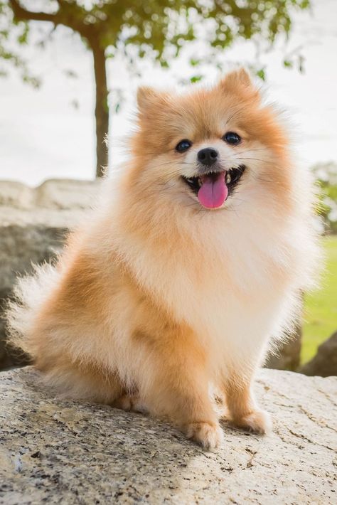 Miniature Dog Breeds, Pom Dog, Miniature Dog, Toy Dog Breeds, Cute Pomeranian, Super Cute Puppies, 강아지 그림, Miniature Dogs, Pomeranian Dog