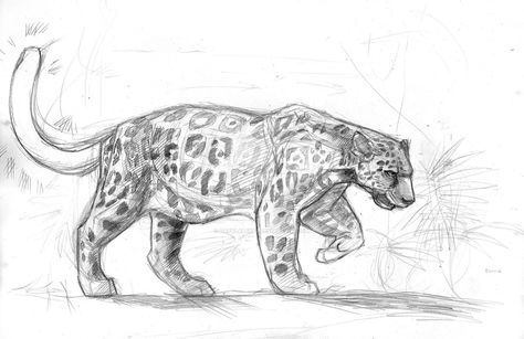 Bright-tailed Jaguar sketch by DarylAlexsy Jaguar Sketch, Leopard Sketch, Wild Animals Drawing, Feline Anatomy, Jungle Drawing, Leopard Art, Animal Illustration Art, Big Cats Art, Cats Artists