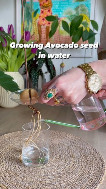 Growing An Avocado Seed, Avocado In Water, Avocado Vase, Avocado Seed Growing, Plant Mom Aesthetic, Avocado Plant, Grow Avocado, Avocado Seed, House Plant Care