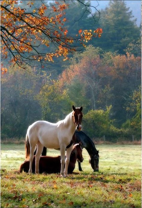 Horse Nutrition, Barn Ideas, Majestic Horse, All The Pretty Horses, Pretty Horses, Horse Photography, Horse Pictures, Horse Love, Home Is Where