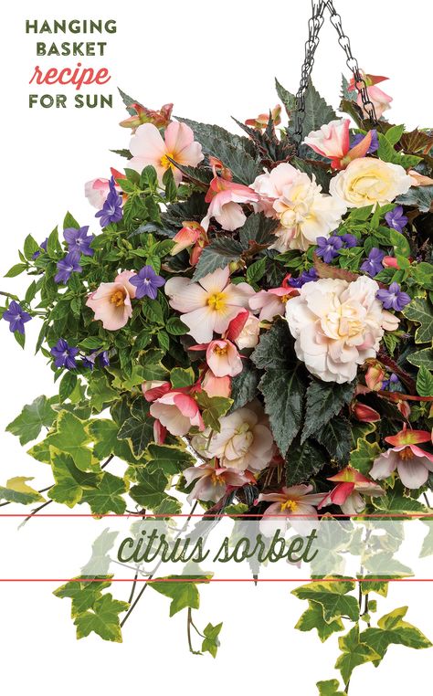 This hanging basket recipe for sun will bring a touch of whimsy to your porch. Double Delight Appleblossom begonia exudes a sweet citrus-like fragrance from large, white and soft pink blossoms on cascading stems. Endless Illumination Bush Violet acts as the sprinkles on top; its smaller, brilliant blue flowers adding a splash of bright color. All this deliciousness is served atop 'Gold Chold' Ivy's cascading variegated green foliage. This combination is sure to be a treat from summer into fall! Citrus Sorbet, Fall Containers, Pretty Garden, Flower Baskets, Hanging Flower Baskets, Proven Winners, Sweet Citrus, Hanging Flower, Garden Recipes