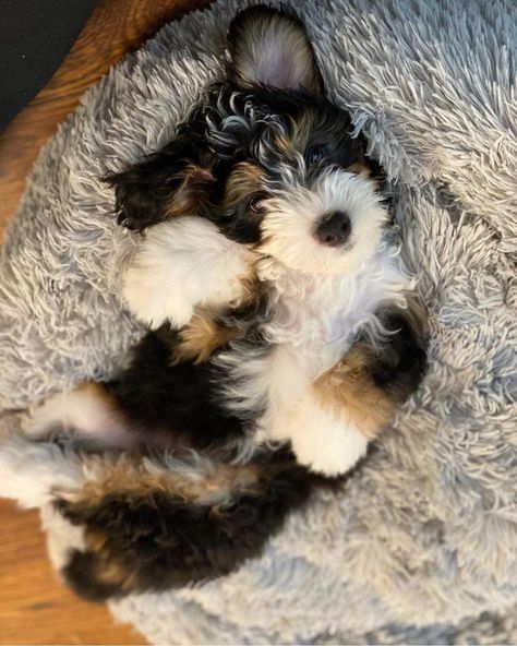 St Bernadoodle, Bernedoodle Haircut Styles, Berne Doodle, Bernadoodle Puppy, Mini Bernedoodle, Bernedoodle Puppy, Dream Dog, Very Cute Dogs, Puppies And Kitties